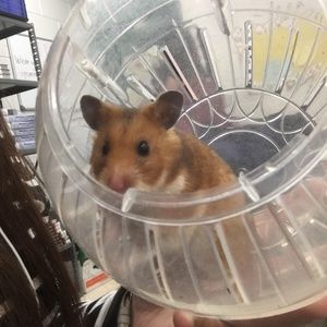 Meet your Posher, Annabelle